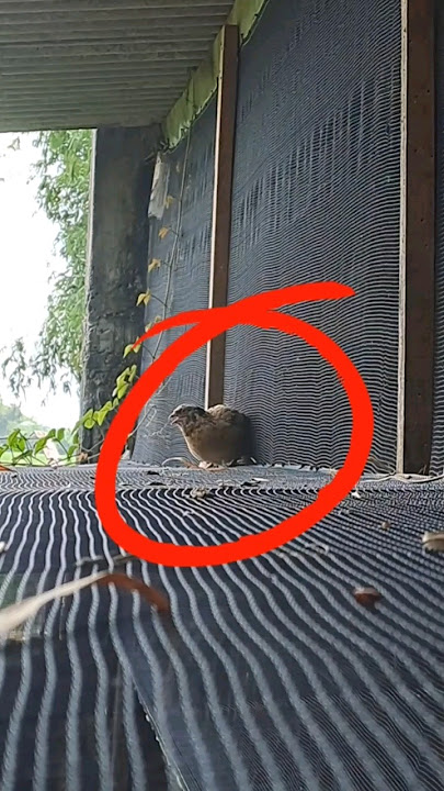 catching wild quail above the aviary #animals #birds #pets #aviary #bolang #viral #shorts