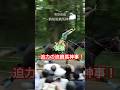【京都 × 伝統行事】葵祭前儀｜騎射流鏑馬神事5月3日🎯🏇💨