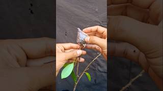 Simple air layering technique 🌱 #bonsai #airlayering #plants #gardening