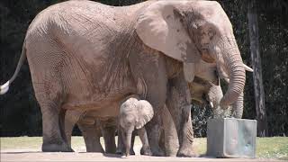 San Diego Zoo Safari Park ~ 8.19.2018 ~ Meet the Baby Elephant Zuli