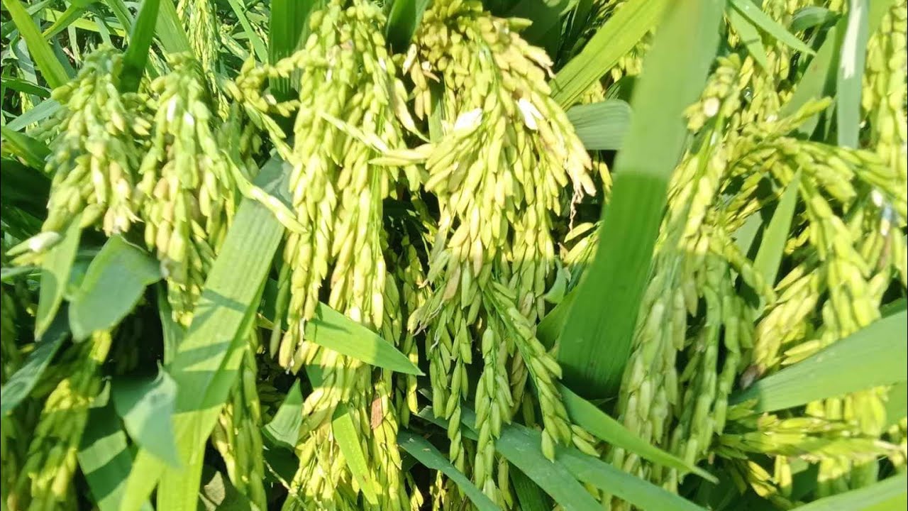 ปลูกข้าวผลผลิตสูง เกินไร่เกินนา