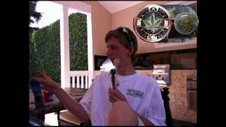 T420C: Purple Candy Kush Review