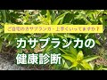 ご自宅のカサブランカ、上手くいってますか❓カサブランカの健康診断