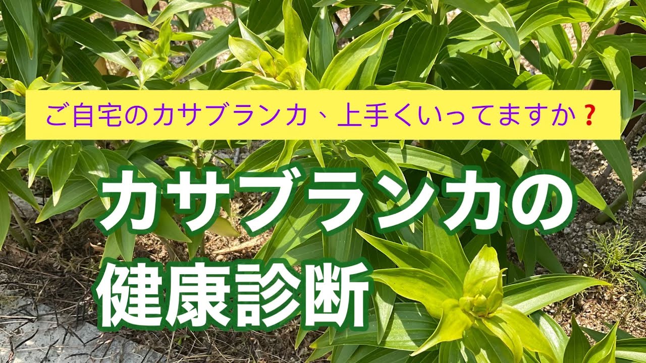 How are your Casablanca lilies doing at home? A health check for