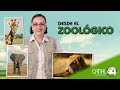 Desde el Zoológico: Alimentación de cocodrilos