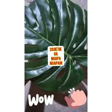 20 detik ga ngapa ngapain