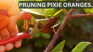 PRUNING PIXIE ORANGES. PRUNING PIXIE ORANGES.