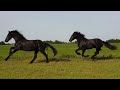 These two Friesian Horses are for sale.