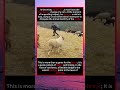 In the misty wilderness, a man faces thethunderous charge of a ram.#foryou #fyp #animals #funny