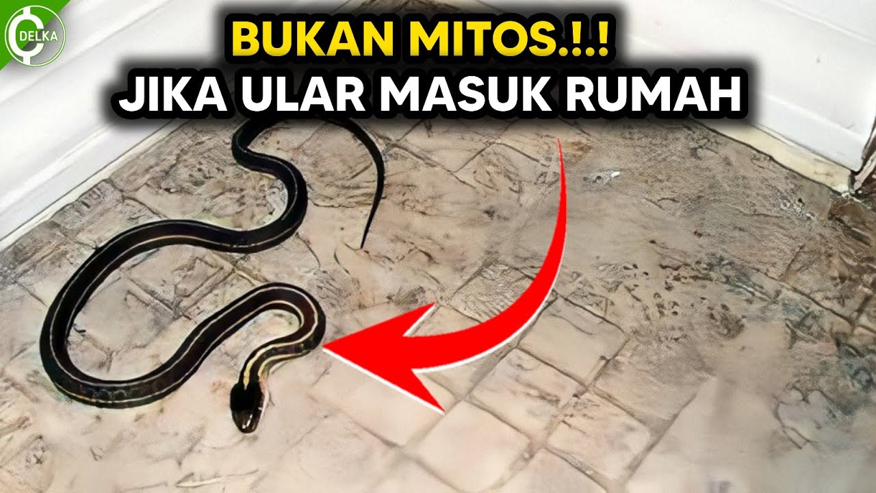 11+ Tafsir Mimpi 2d Ular Masuk Rumah