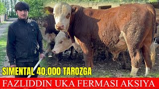 FAZLIDDIN UKAMIZ SIMENTAL BUQALARGA 40.000 TAROZIGA PRECHISLENAYAM BOR DO'STLAR ARGINALLARI KELDI.