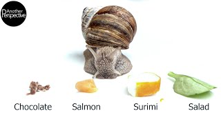 Snail eating Chocolate, Fish and Surimi in Extreme Macro