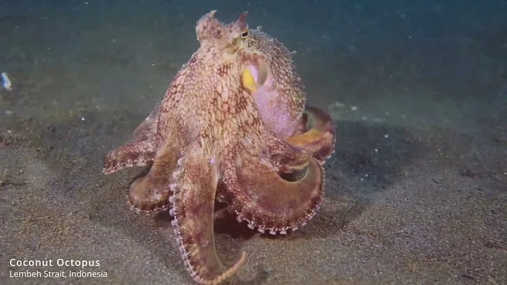 Coconut Octopus, Here have a home