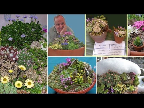 Video: Rosularia Plant Care - Lär dig om att plantera Rosularia-suckulenter