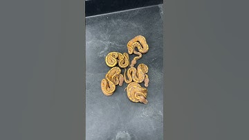 Hypo Ultramel Ball Pythons!
