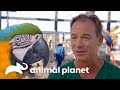 Gran visita médica a santuario de aves exóticas | Dr. Jeff, Veterinario | Animal Planet