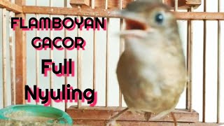 SIULAN FLAMBOYAN GACOR CRECETAN SUARA BENING COCOK JADI MASTERAN