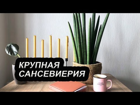 Цилиндрическая Сансевиерия | Обзор крупного суккулента