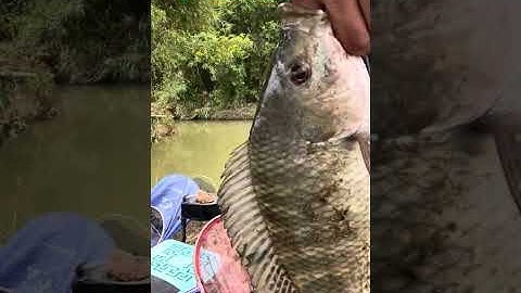 1 ngày đi câu tự nhiên quá tuyệt vời các anh em cần thủ ❤️