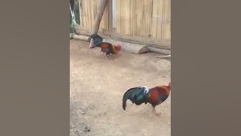 Qaib dib zoo nkauj 2019