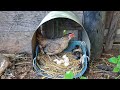 Newborn Babies Chick Hatched By Mum Hen In Plastic Hod Basket Nest And First Time Feeding