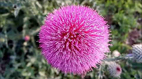 Татарник колючий или чертополох цветет Tartar prickly or thistle blooms