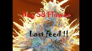 6 way shootout, day 58 flowering, last feed now starting flush, what do you think?