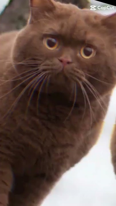 коричневые коты #коты, коричневые, пушистики, милые# - YouTube
