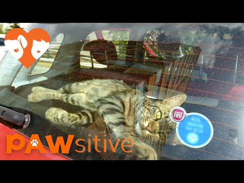 Lonely Street Cat Breaks Into Car To Find A Loving Home | PAWsitive 🧡
