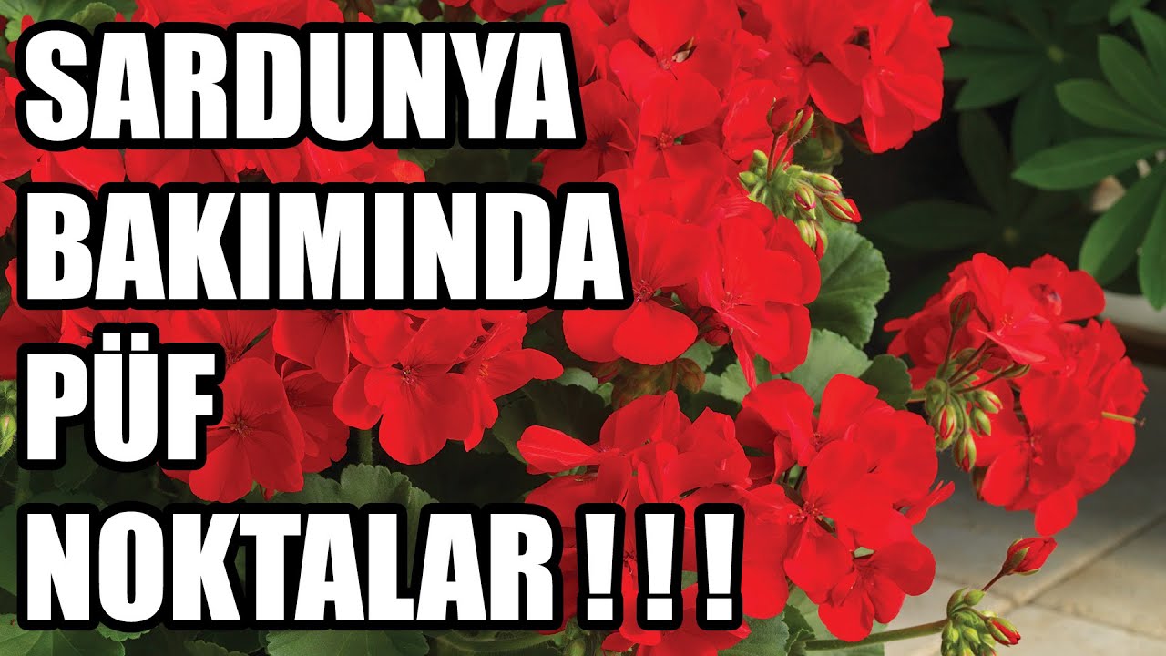 Sardunya Bakımı, Sulaması, Çoğaltması