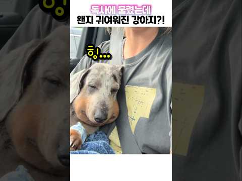 독사에 물렸는데 왠지 귀여워진 강아지!