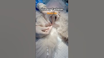 urinary blockage in male cats / Catheterization & Causes