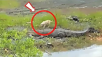 Real Life Animal Fights, That Will Blow Your Mind!