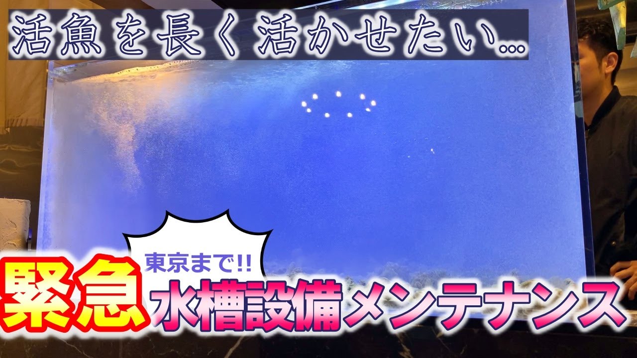 【東京出張】活魚水槽メンテナンスin東京