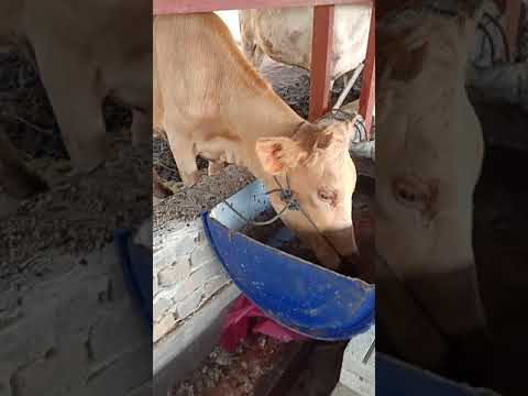 Video: Cara Membuang Lemak Pada Anak Lembu