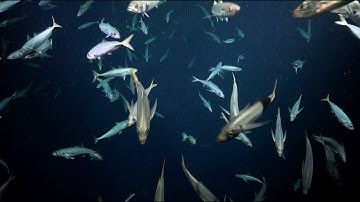 Studying Oxygen Minimum Zones | Vertical Reefs of the Galápagos - Week 4