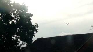 Red Kite swoop 1