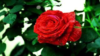NATURE BEAUTY RED FLOWERS ANIMATED BACKGROUNDS 1080P MOTION ANIMATED BACKGROUND FOR GREEN SCREEN