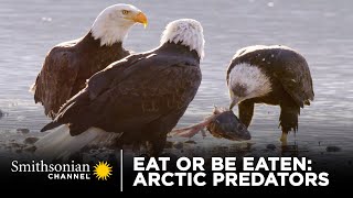 Eat Or Be Eaten: Arctic Predators  🧊Smithsonian Channel