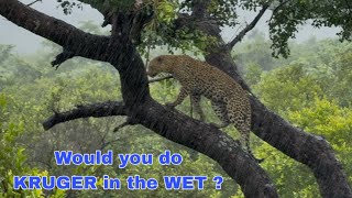 Download Lagu Is a flooded KRUGER worth a visit ? MP3