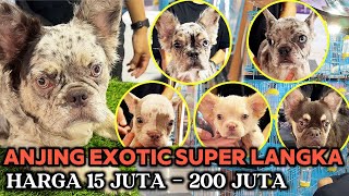 Grebek Anjing Exotic Super Langka Harga Rp.15 Juta - Rp.200 Juta - Gho Kennel by Bobby Sant 13,358 views 2 weeks ago 17 minutes