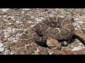 Oklahoma rattlesnakes attack