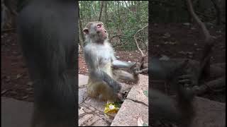 Meditation 🧘 Important 💯 #meditation #media #himalayas #monkey #monk