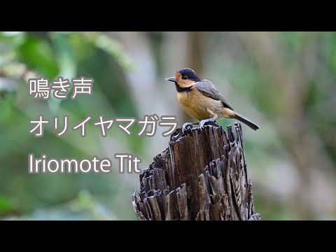【鳴き声】オリイヤマガラ（オリイガラ） Iriomote Tit