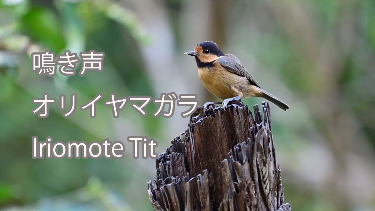 鳴き声】オリイヤマガラ（オリイガラ） Iriomote Tit
