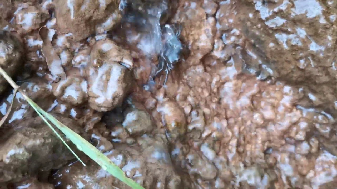 Tiny Freshwater Crab