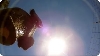 It's Raining GoPros! | INCREDIBLE Camera Falls From Plane to Pig Pen