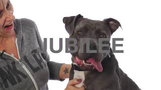 Adopt Jubilee at NKLA