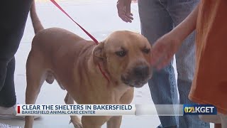 Bakersfield residents adopt animals to help 'Clear the Shelters' with KGET