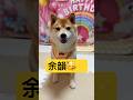 1日経っても余韻が抜けない😆✨#柴犬 #豆柴 #shibainu #犬 #犬のいる暮らし #shorts